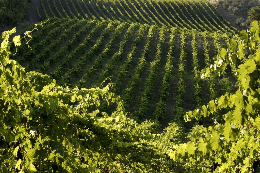Agriturismo Castello Di Querceto 루콜레나 인 키안티 외부 사진